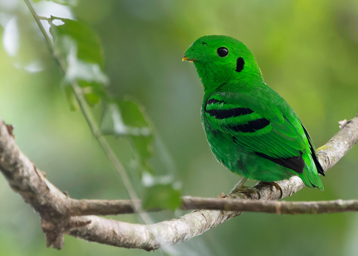 Green Broadbill - Ayuwat Jearwattanakanok