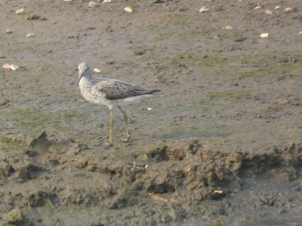 Common Greenshank - Carolyn Sanders