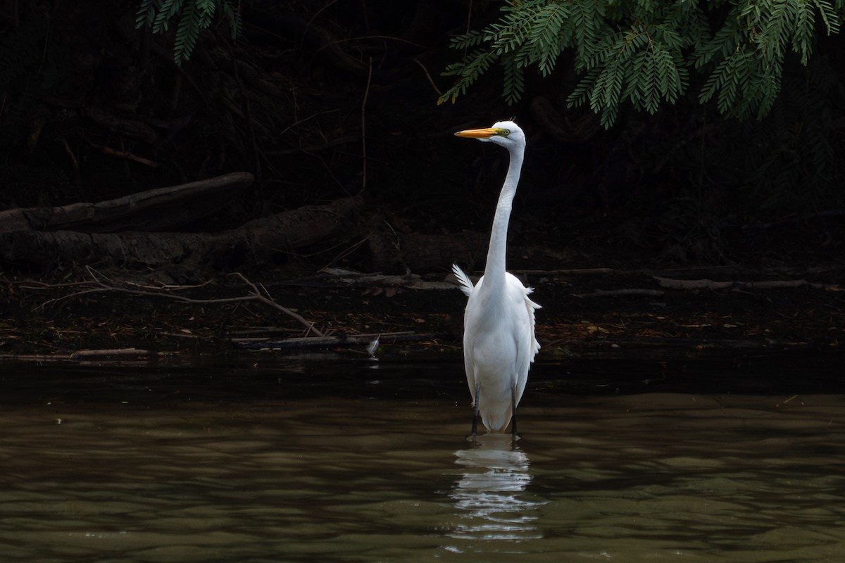 Great Egret - Grace Oliver