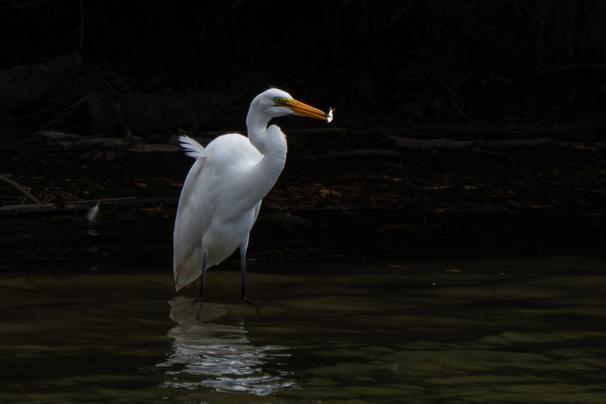 Great Egret - Grace Oliver