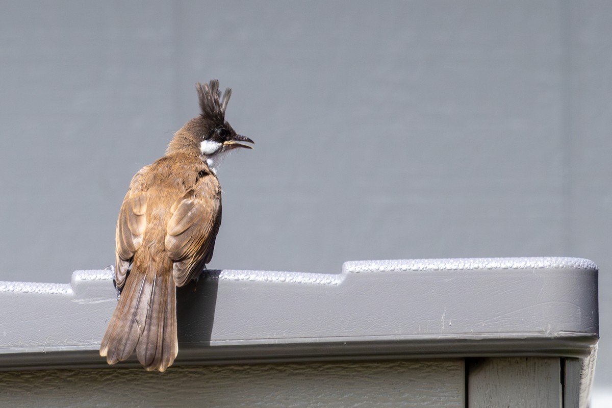 Red-whiskered Bulbul - ML618197480