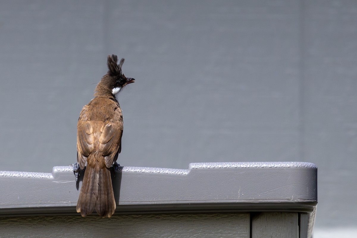 Red-whiskered Bulbul - ML618197481