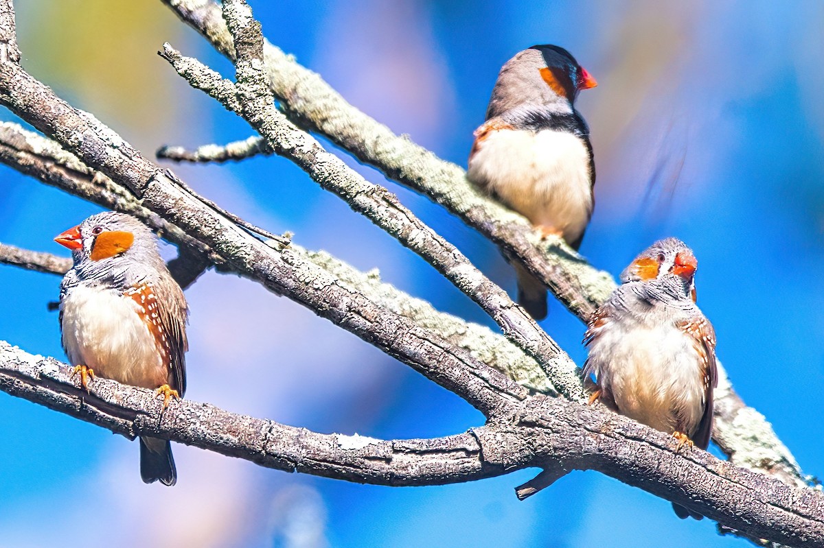 Zebra Finch (Australian) - Alfons  Lawen