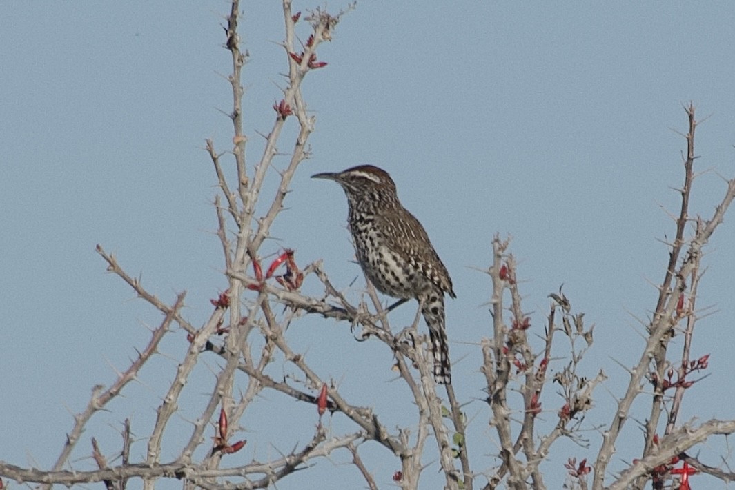 Cactus Wren - Don Rodriguez