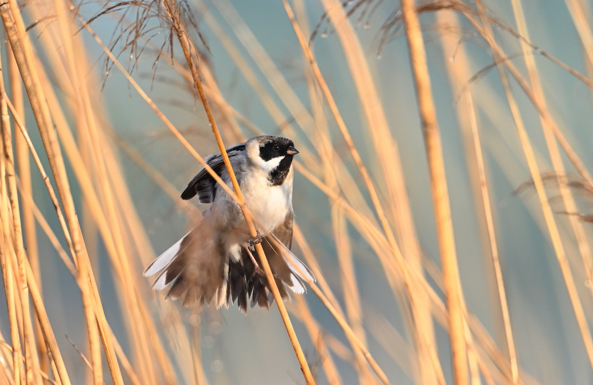 Pallas's Bunting - ML618197514