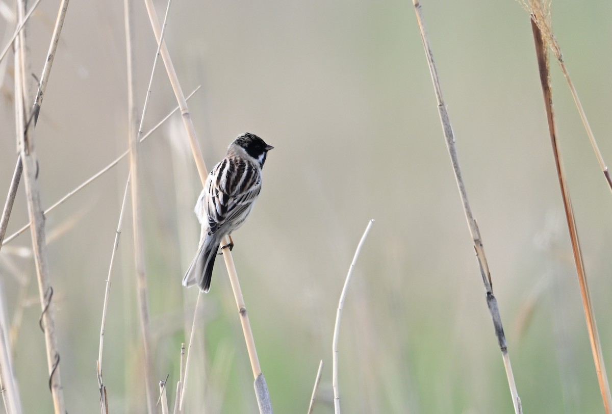 Pallas's Bunting - ML618197515