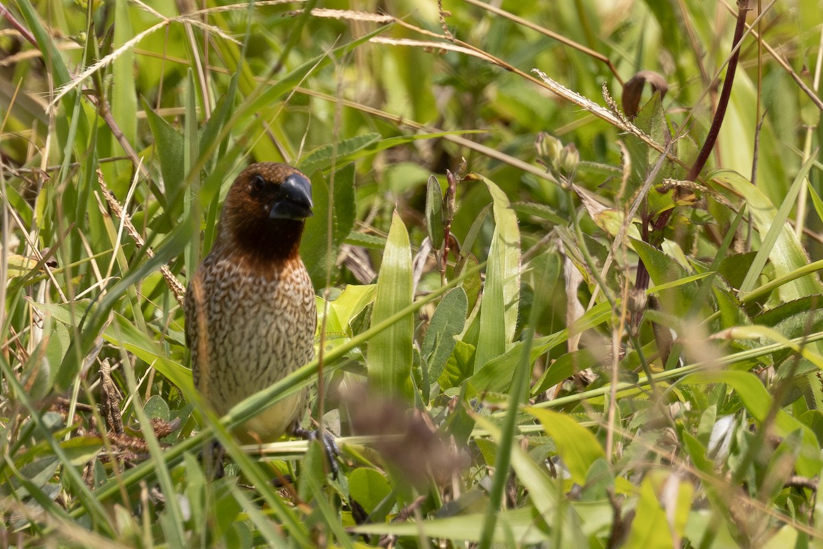 Scaly-breasted Munia - Roger Kohn