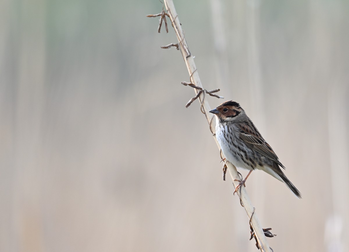 Little Bunting - ML618197520