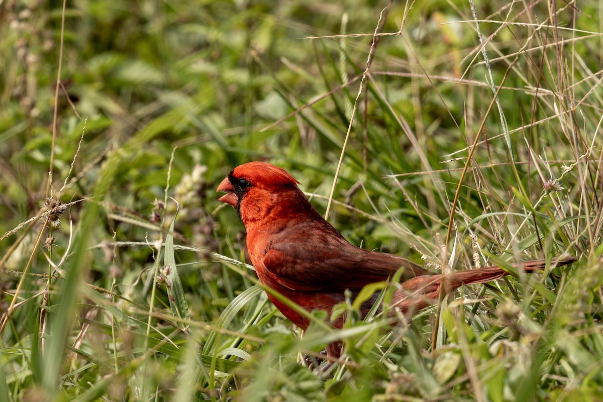 Northern Cardinal - Roger Kohn