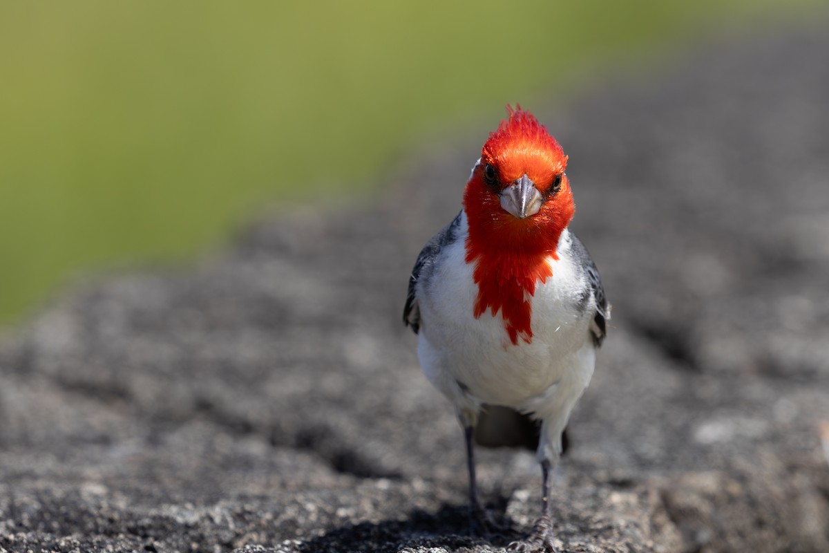 Red-crested Cardinal - Roger Kohn