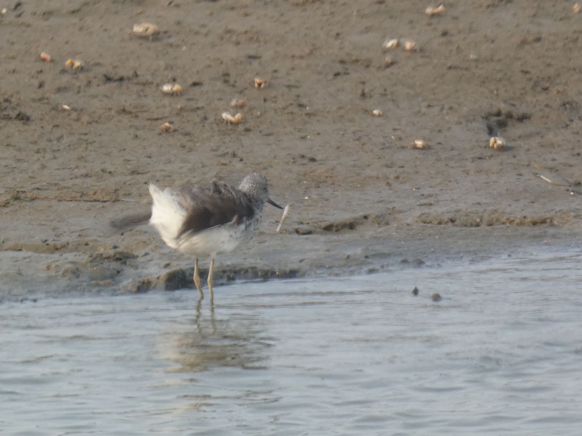 Marsh Sandpiper - ML618197544