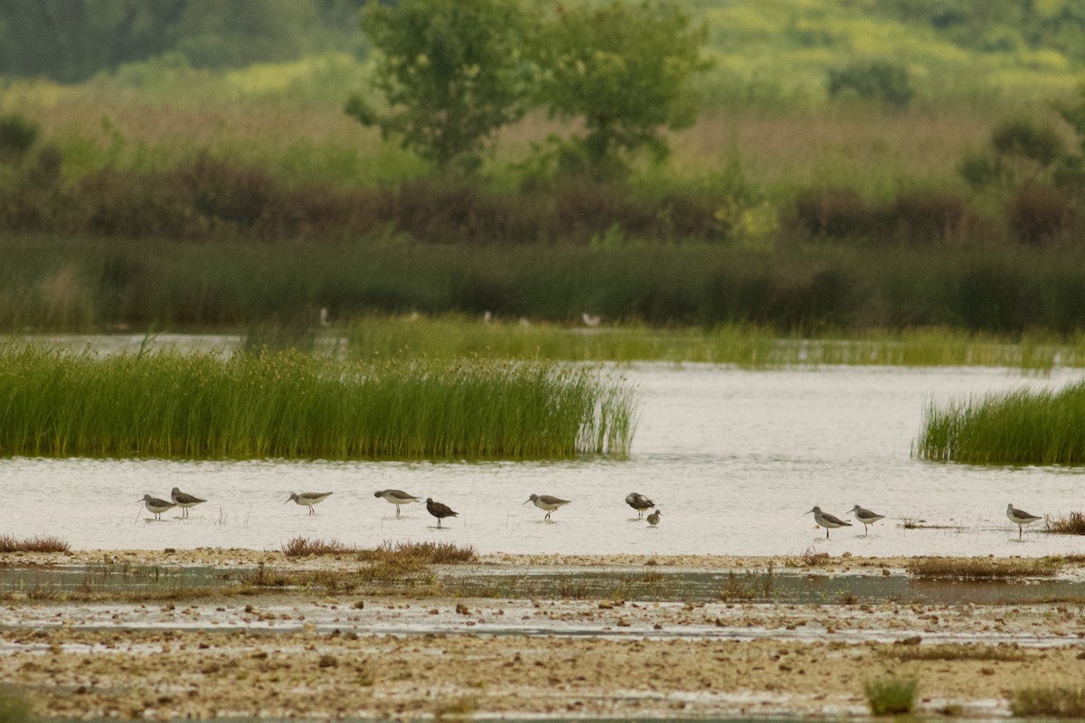 Spotted Redshank - Emine Nurhan Tekin