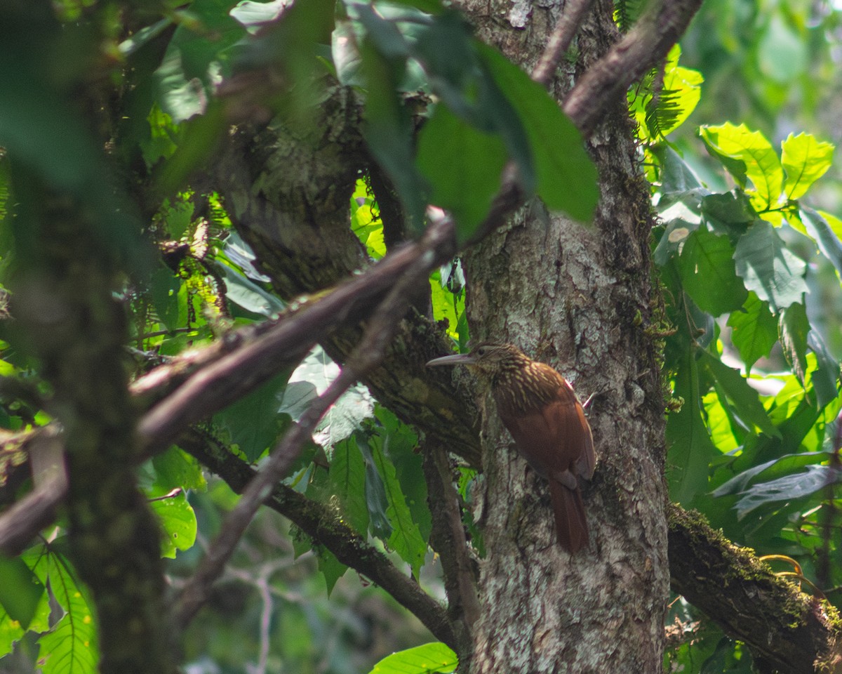 Ivory-billed Woodcreeper - ML618197575