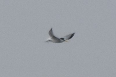 Least Tern - Davis Provan