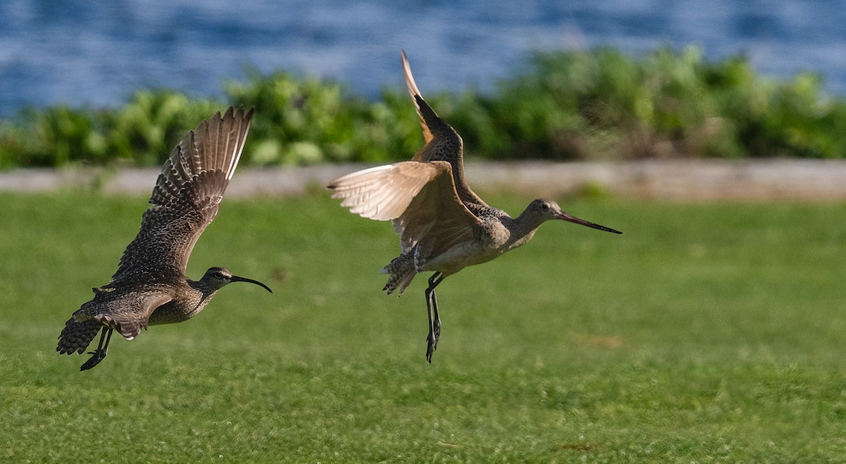 Marbled Godwit - ML618197599