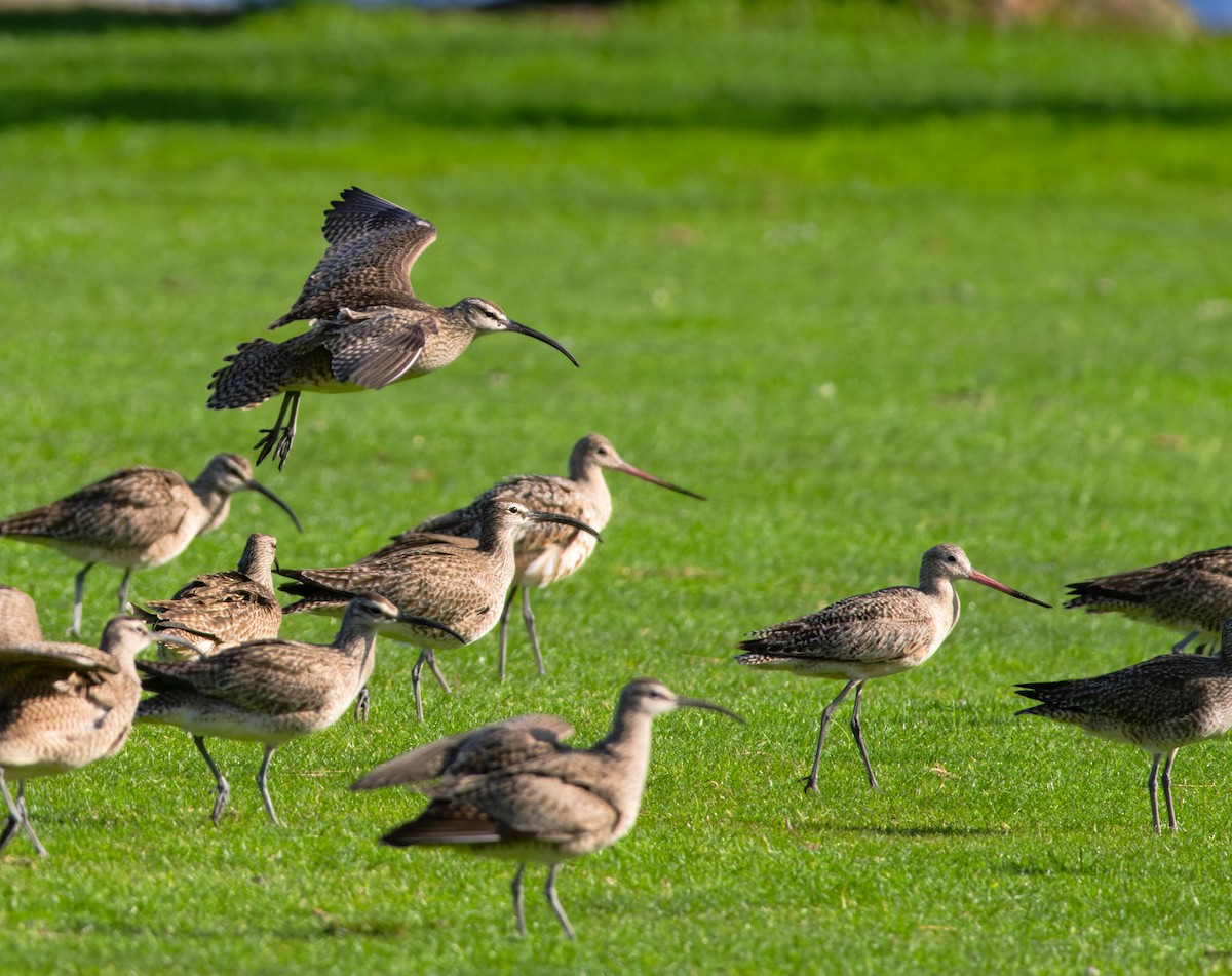 Marbled Godwit - ML618197600