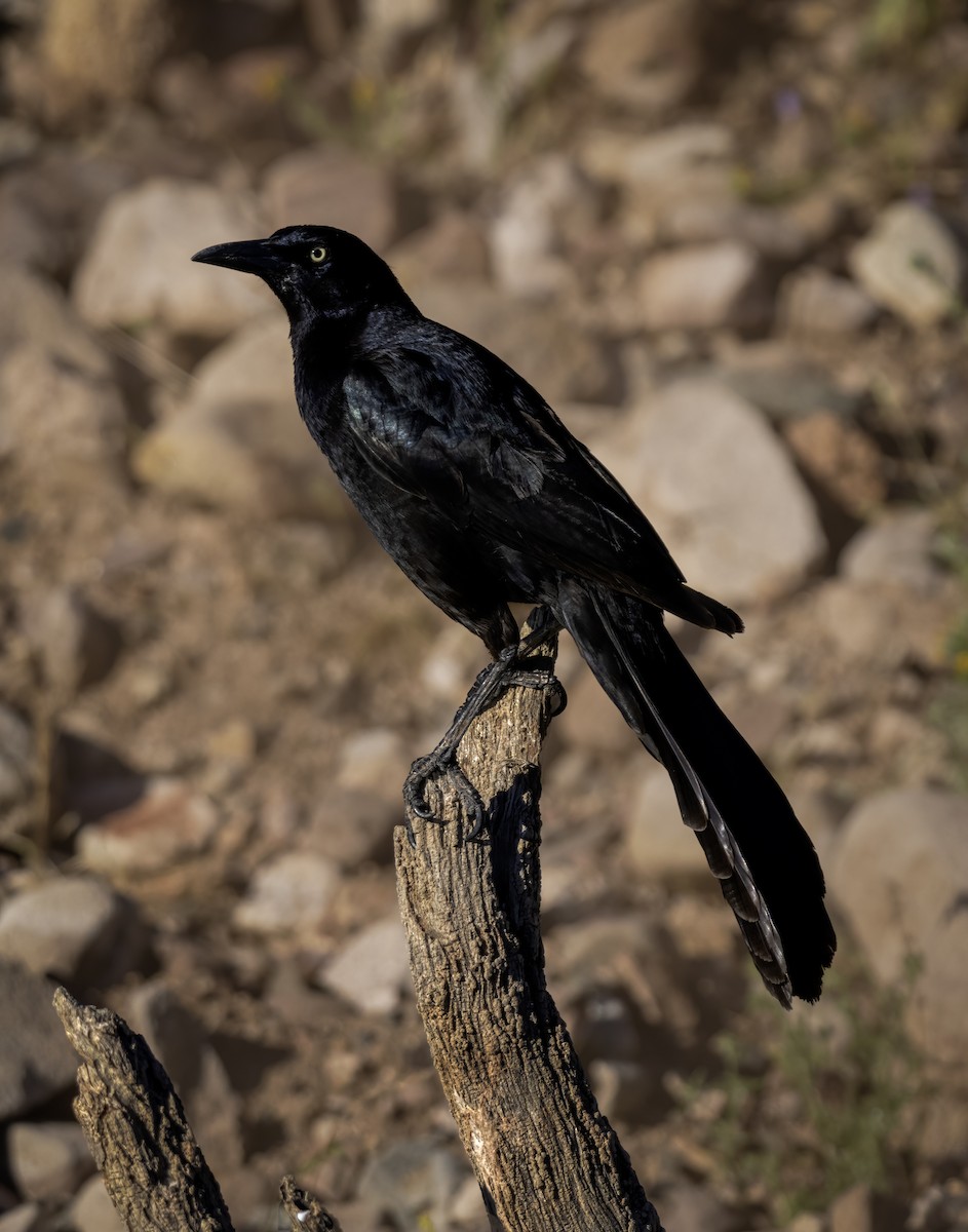 Great-tailed Grackle - ML618197614