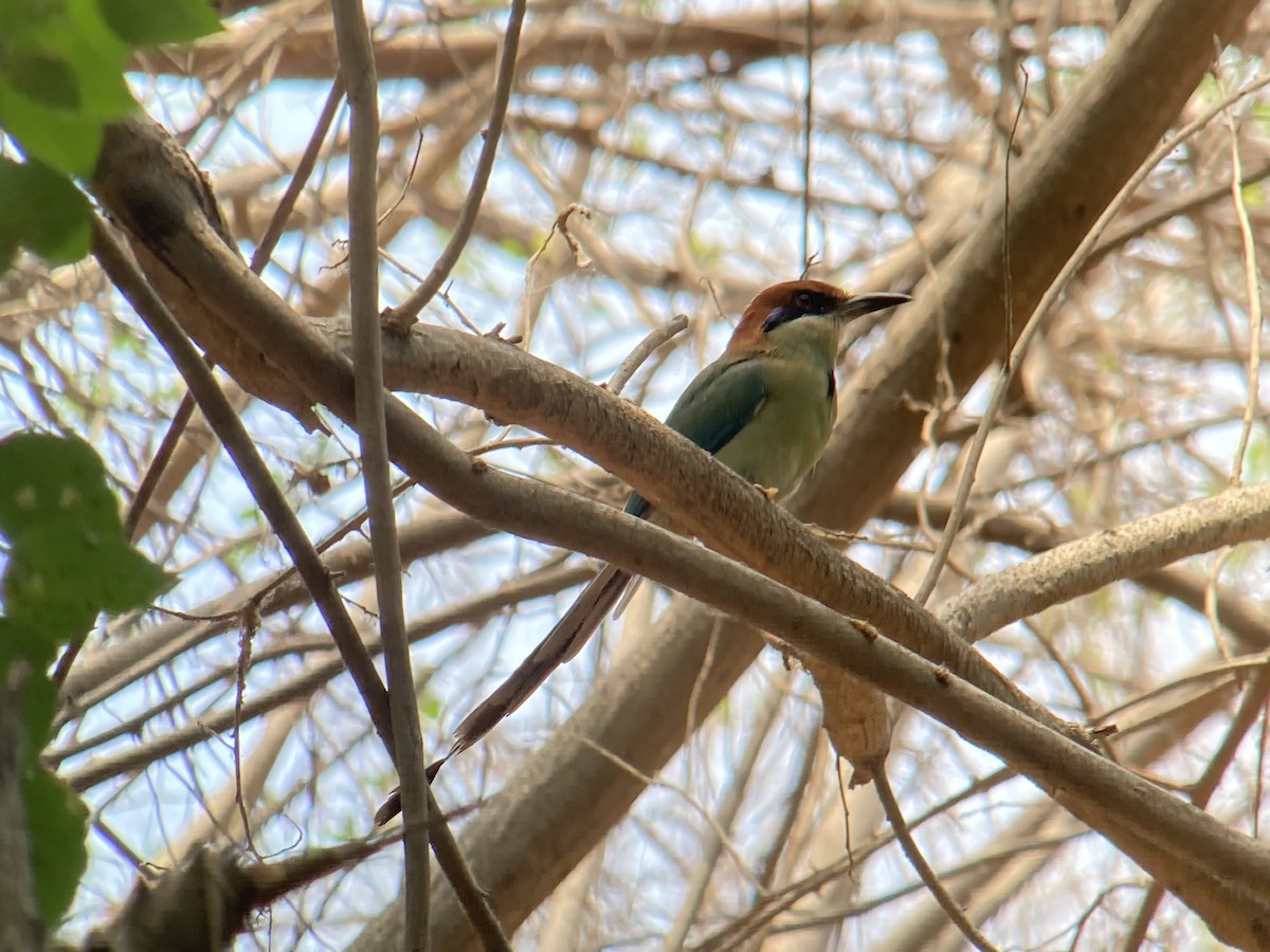 Russet-crowned Motmot - ML618197619