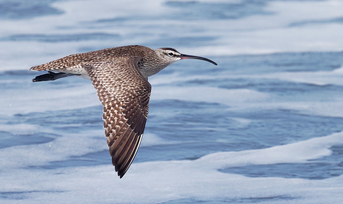 Whimbrel (Hudsonian) - Aidan Brubaker