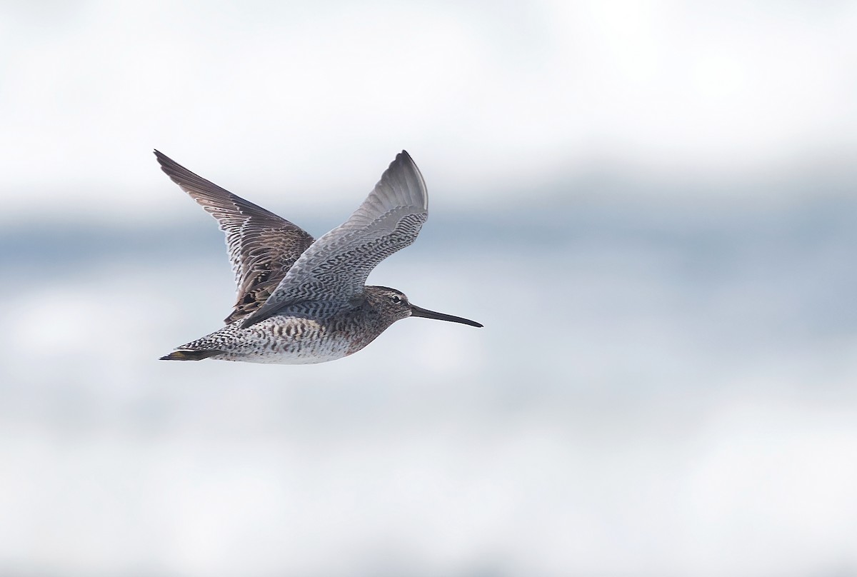 Short-billed Dowitcher (caurinus) - Aidan Brubaker