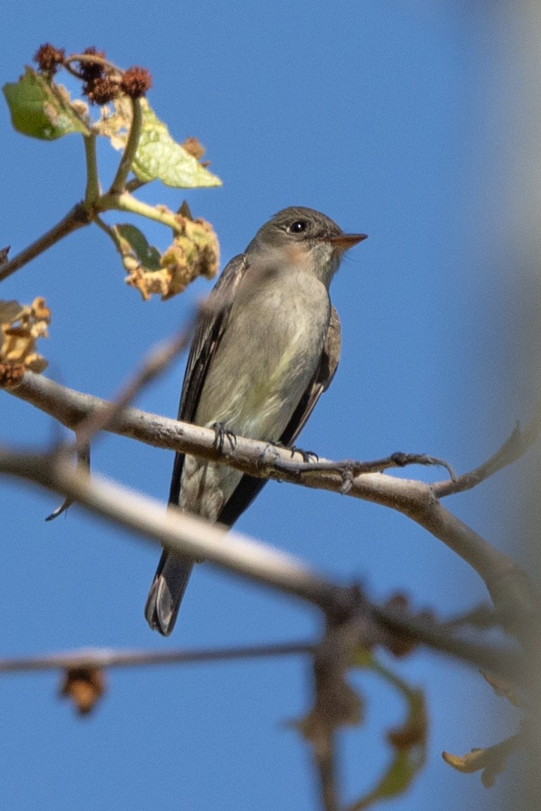 Western Wood-Pewee - Kathryn McGiffen