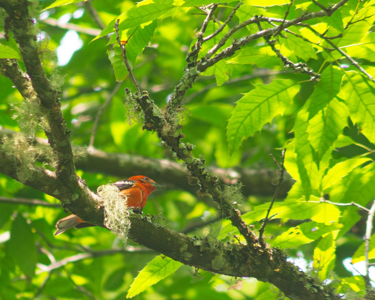 Flame-colored Tanager - Elian Graniel