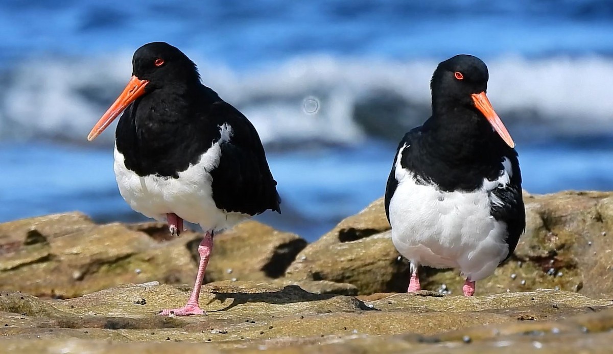 Pied Oystercatcher - Thalia and Darren Broughton