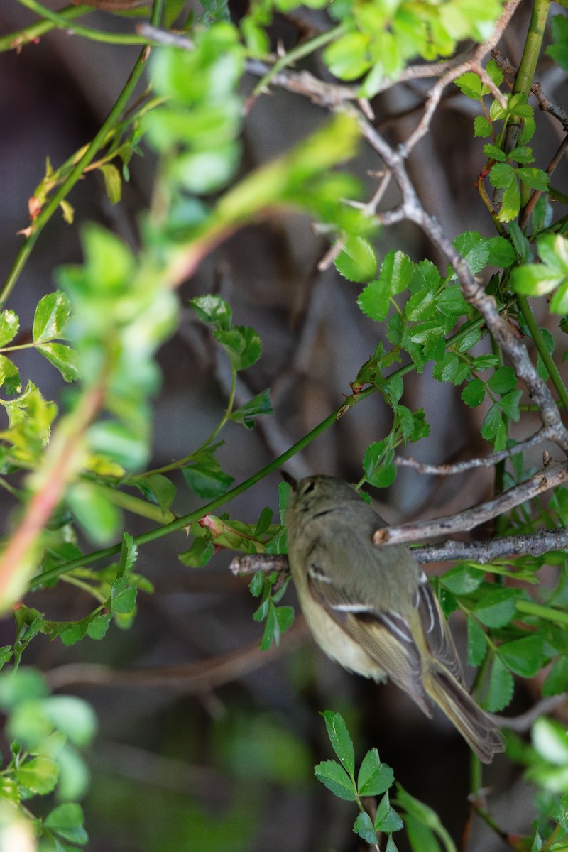 Ruby-crowned Kinglet - Nancy Benanito-sgromolo