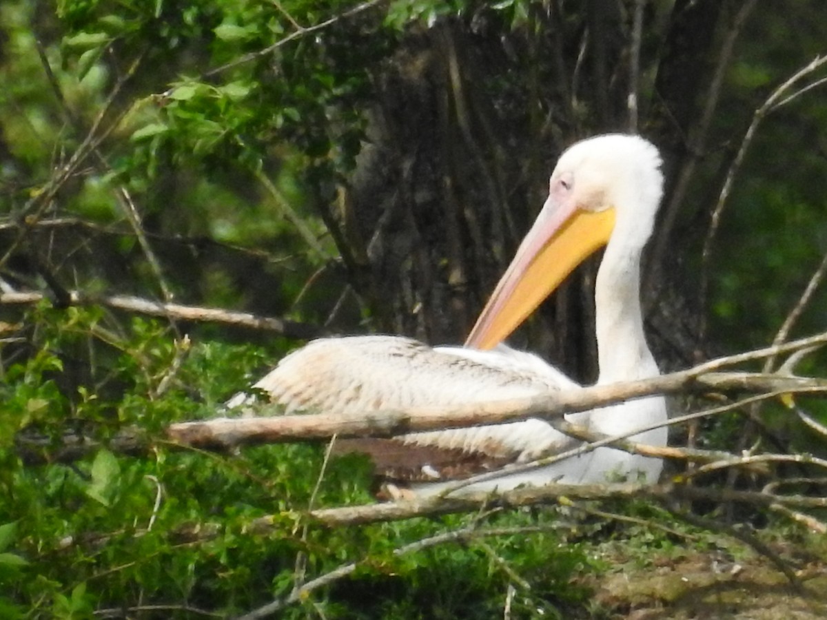 Great White Pelican - Ondřej Nedbal