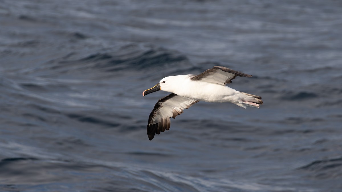 Indian Yellow-nosed Albatross - ML618197760