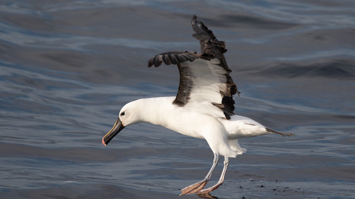 Indian Yellow-nosed Albatross - ML618197763