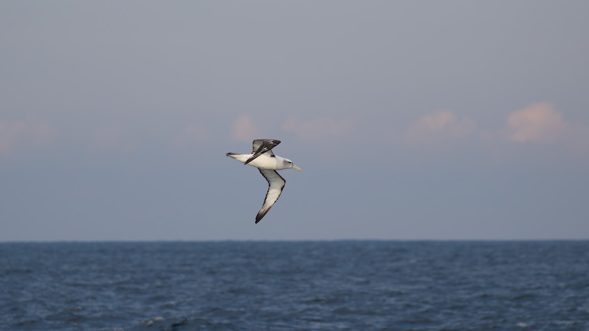 White-capped Albatross - ML618197777