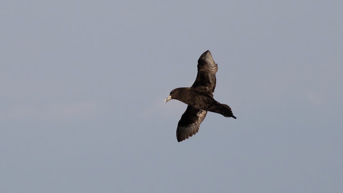 Puffin à menton blanc - ML618197818