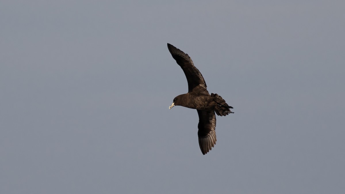 White-chinned Petrel - ML618197819