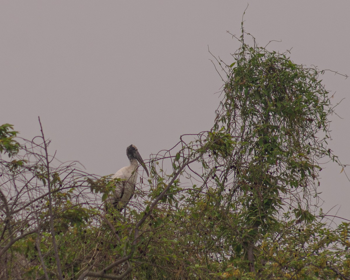 Wood Stork - Elian Graniel