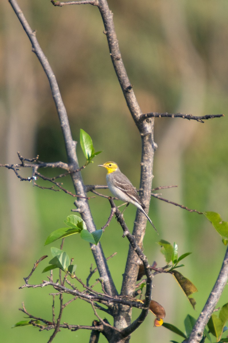 Citrine Wagtail - ML618197843