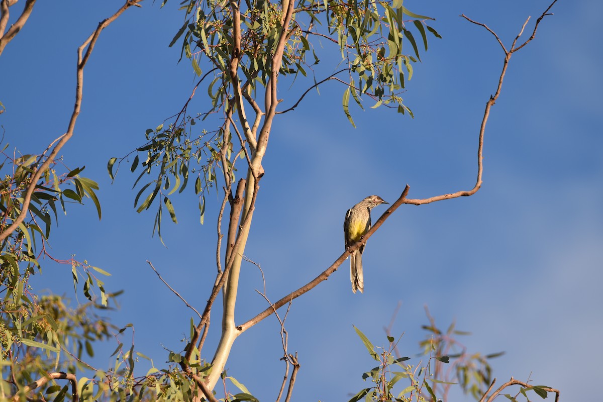 Red Wattlebird - ML618197848