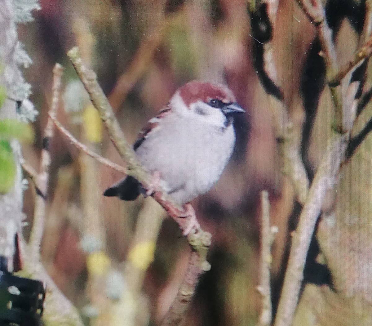House x Eurasian Tree Sparrow (hybrid) - Brame Thrandon