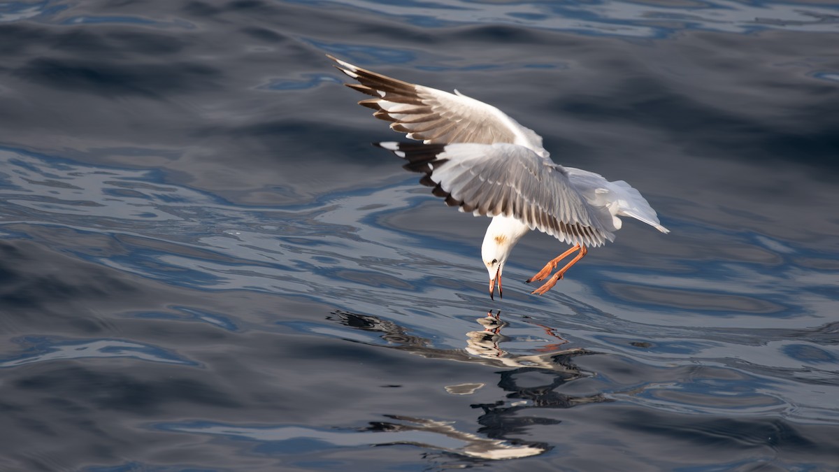 Silver Gull (Silver) - paul mclelland