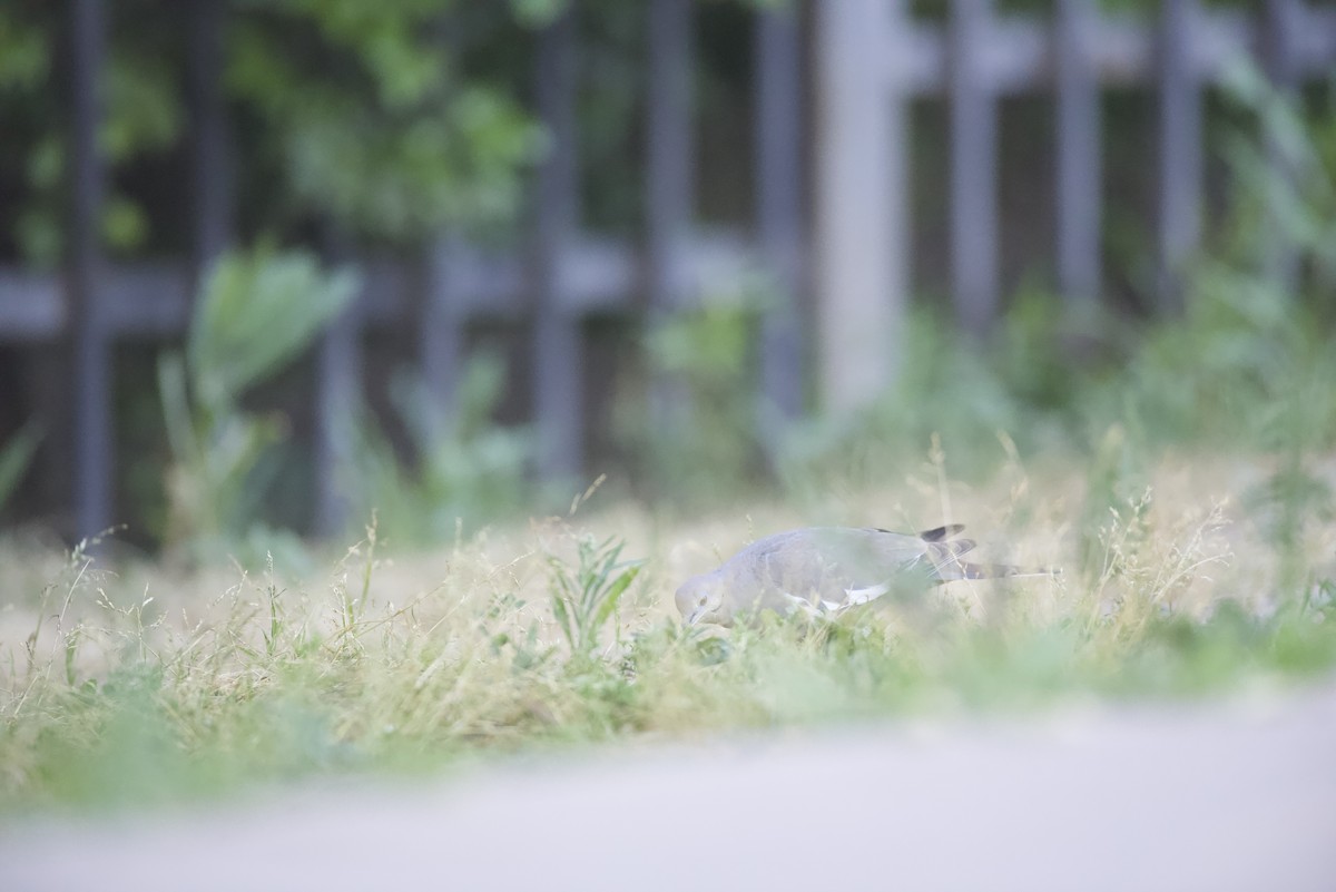 White-winged Dove - Robert Carter