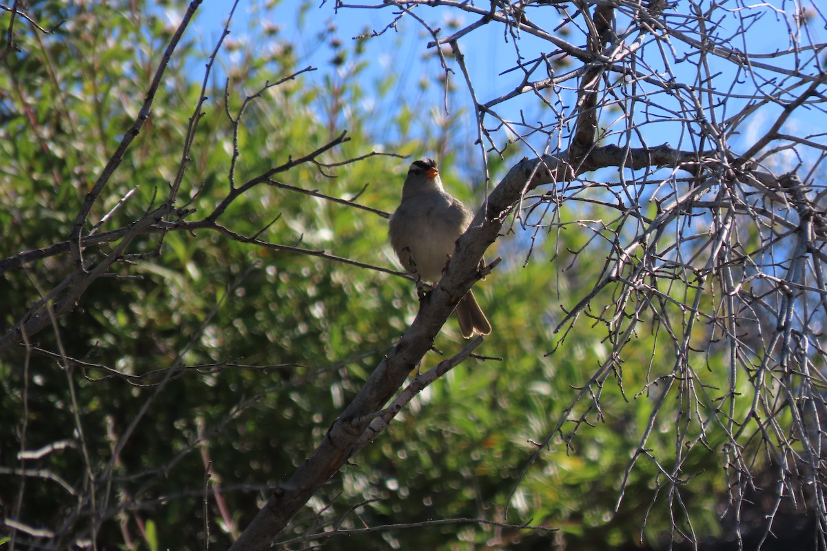 White-crowned Sparrow - Becky Turley