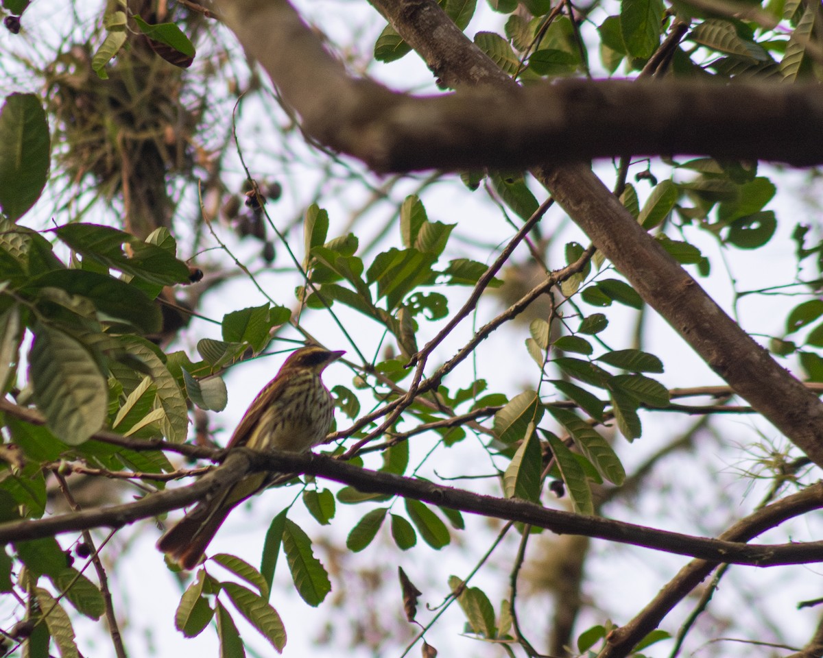 Streaked Flycatcher - Elian Graniel