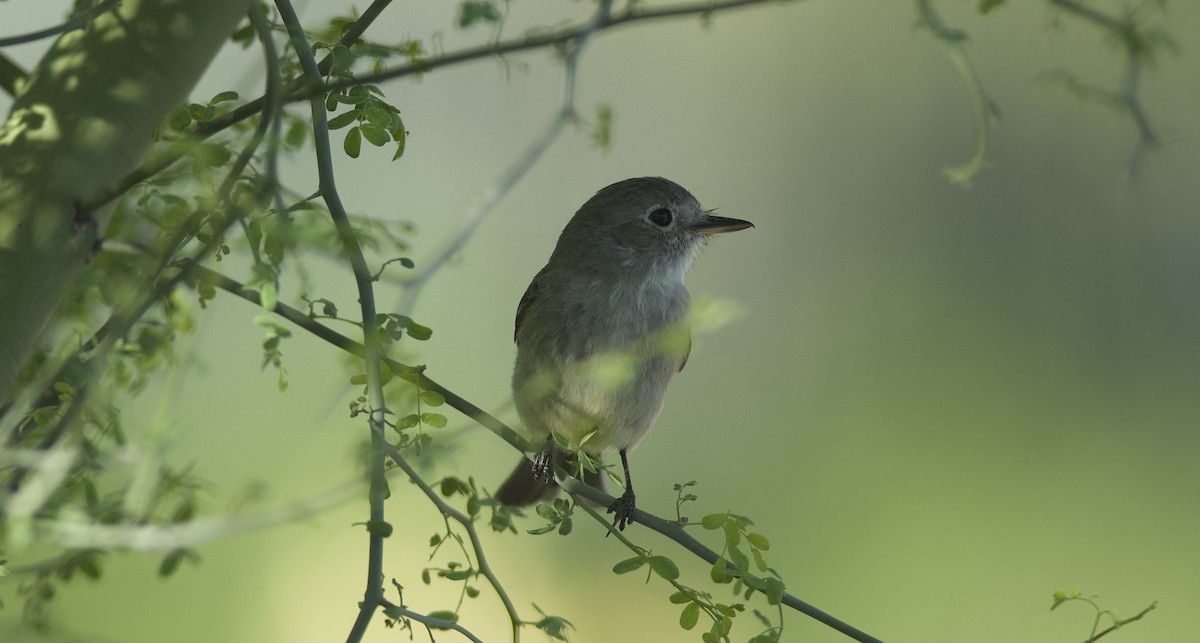 Gray Flycatcher - Robert Carter