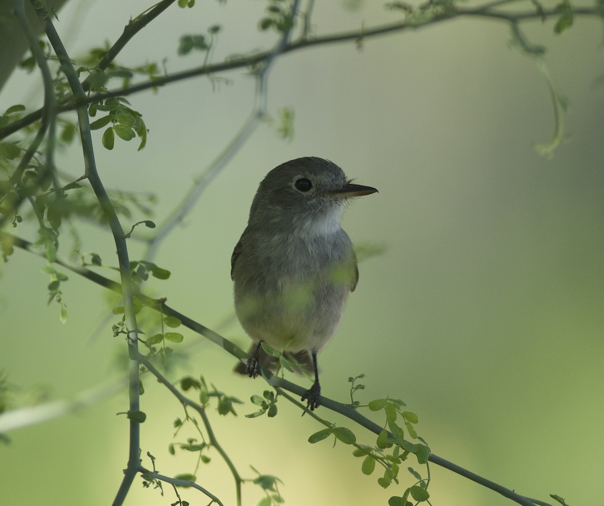 Gray Flycatcher - Robert Carter