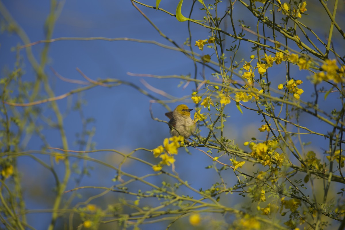 Verdin - Robert Carter