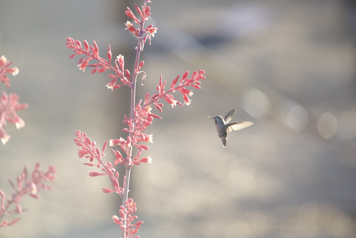 Anna's Hummingbird - Robert Carter