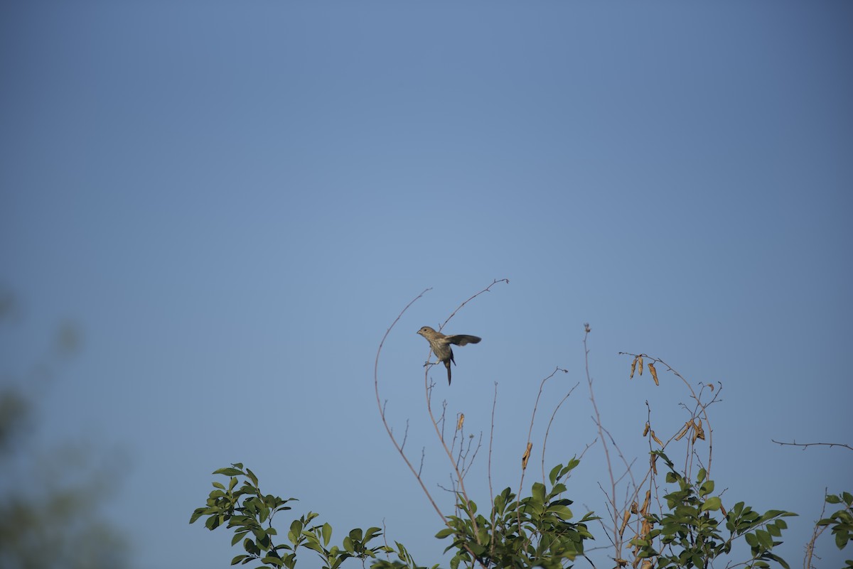 House Finch - ML618197969