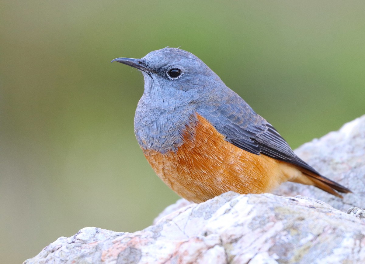 Sentinel Rock-Thrush - ML618197982