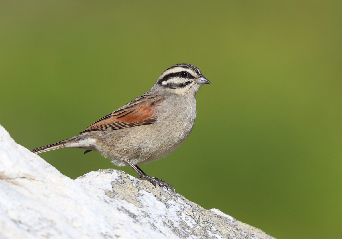 Cape Bunting - ML618198003