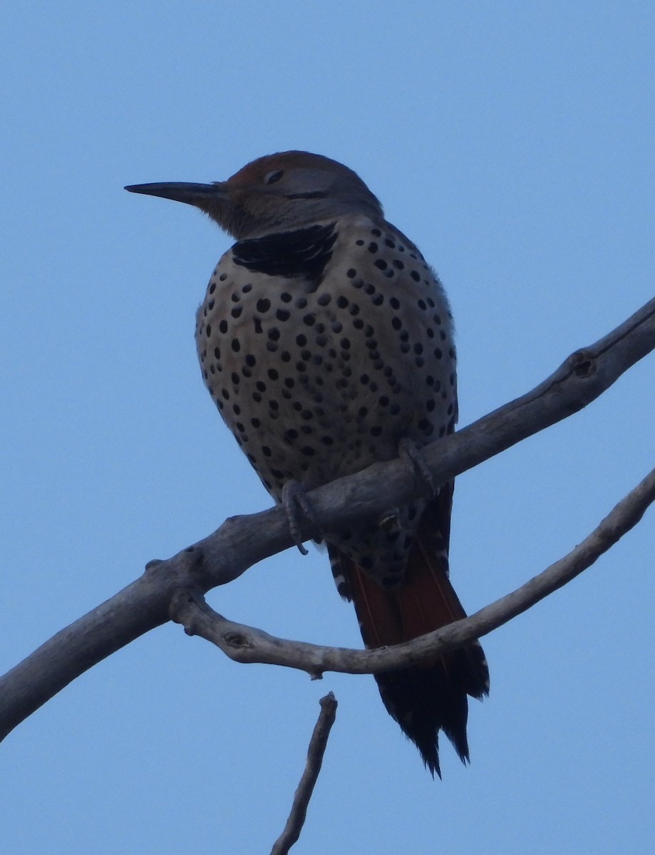 Northern Flicker - Rodney Macready